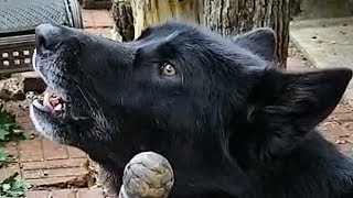 Howling Blue Bay Shepherd [upl. by Meredith]