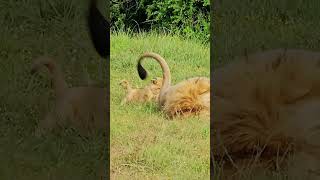 Naughty Little Lion Cub  Full Video Above [upl. by Spense]