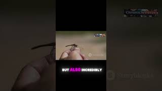 360Degree Vision How Dragonflies Spot Prey [upl. by Llerrut]