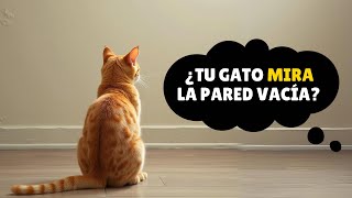 Si Tu Gato Mira Fijamente a la Pared ¡Tienes que Ver Este Video Ahora [upl. by Ramin744]