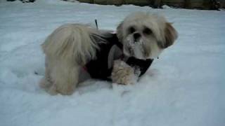 Lhasa Apso in Snow [upl. by Ailito]