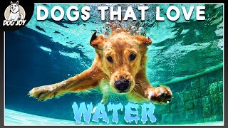 Amazing Dog vs Water Puppy Pet Video Compilation 2016 [upl. by Effy]