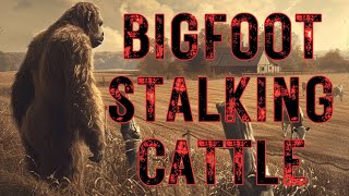 Bigfoot Stalking Cattle [upl. by Reifinnej531]