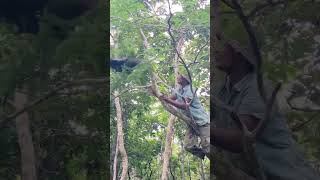 A man walks up on a tree to catch eagle part 02 whatssofunny funniestvideo thestupids birds [upl. by Telford689]