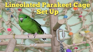 Lineolated Parakeet Cage Set Up [upl. by Krauss]