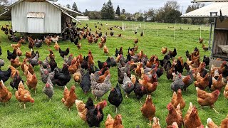 How American Farmers Raise Millions Of Poultry In The Pasture  Chicken Farming [upl. by Orelu781]