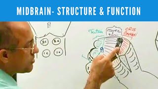 Midbrain  Structure and Function  Neuroanatomy [upl. by Okire56]