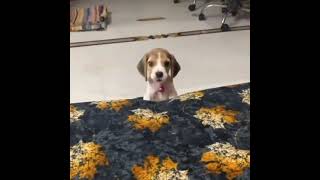 Cutest Beagle Dog Sound Howl Ever 🔊 [upl. by Uamak]