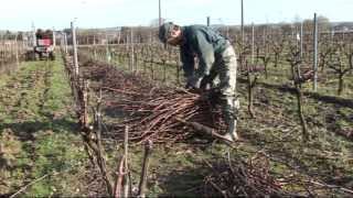 Pépinières Viticoles Morin  Plantation de plants de vigne taille greffage par Vinimédia [upl. by Ellainad323]