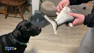 Dogs React to the Floppy Fish Dog Toy HILARIOUS  TTPM Pet Reviews [upl. by Dowell664]