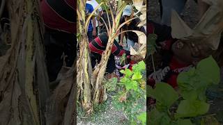 JARANANYA KABUR KE KEBON minivlog hiburanshorts anakdesa vlog [upl. by Las845]