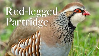 Finally I Found A Partridge [upl. by Dnob216]