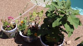 How To Grow Eggplant in Containers in a Texas Garden 2021 [upl. by Jeanne]