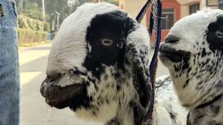 Scabby Sore Mouth Orf  Contagious Ecthyma in Goats  Diagnosis and treatment in Hindi [upl. by Bouley]