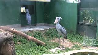 Shoebill stork sounds  Predator birds noise [upl. by Navad]