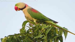 An Alexandrine Parrots Talking Sounds  Pahari tota ki Awaz  Parrots Voice [upl. by Per959]