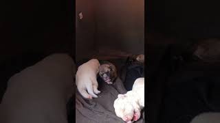 Newborn Puppies Fighting for Mother Dog LOVE 🐕 puppykisses rescuedanimals puppylife [upl. by Loos]