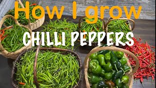 Chilli Peppers grow and harvest abundance of peppers Myhomegardenunlimited [upl. by Allenaj942]