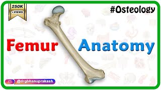 Femur Anatomy Osteology  General features  Attachments  Development anatomy MBBS usmle NMC [upl. by Annaej]