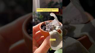 How to propagate succulent from leaves 2 months result 🍃 succulent plantcare plants succulents [upl. by Sergio]