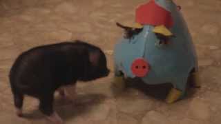 Piggy Tales 04 Mini Pot Belly Pig Ebenezer funny tricks playing with dog cat micro pig [upl. by Aneej]