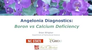 Comparing Calcium and Boron Deficiencies Angelonia [upl. by Knudson400]