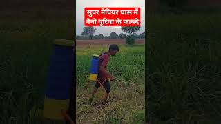 सुपर नेपियर घास में नैनो यूरिया के फायदे napiergrass agriculture kisan [upl. by Ahsemal]