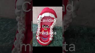 Cavidad Bucal [upl. by Odraner583]