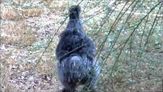 Silkie Roosters Crowing amp Hen Talking [upl. by Simson]