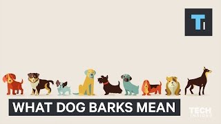 Your dog has different kinds of barks — here’s why [upl. by Selby672]