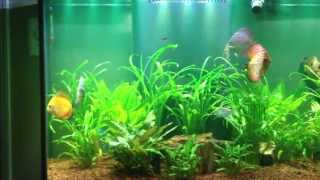 Medicating Discus  skin amp gill flukes [upl. by Adnilra]