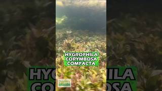 Hygrophila Corymbosa Compacta Super Easy Low Light Foreground Aquarium Plant For Sale [upl. by Asha]