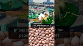 Benefits of peanuts for soil enriching மண்ணை வளப்படுத்தும் வேர்க்கடலையின் நன்மைகள் [upl. by Sosthena]