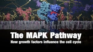 The MAPK Pathway – How Growth Factors Influence the Cell Cycle [upl. by Barri]