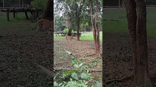 Zoo Me Tiger Ko Dharte Ture Saund zoo viralreels trendingshorts tiger [upl. by Notseh384]