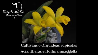 Cultivo de orquídeas rupícolas  Aciantheras e Hoffmannseggellas [upl. by Cope709]