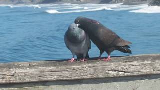 Pigeons courting mating [upl. by Winchester]