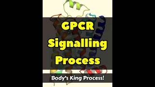 The Process Of GPCR Signalling  Quick Learn gpcr shorts biology [upl. by Copland]