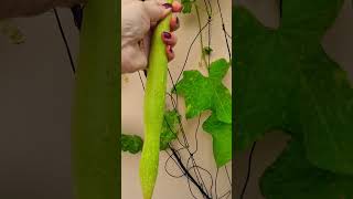 harvesting time organic veggies in my beautiful happy green terrace garden my Happiness 🍐🍅🫑🌶🎃🍋😊😊💚❤️👍 [upl. by Gardener]