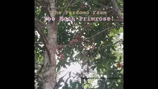 A Very Fertile Primrose Tree Or Two  The Perdomo Farm jayuya fruit [upl. by Lytton]