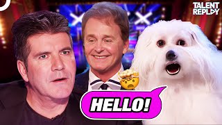 The Talking Dog Surprised Simon  Britains Got Talent [upl. by Wilmette]