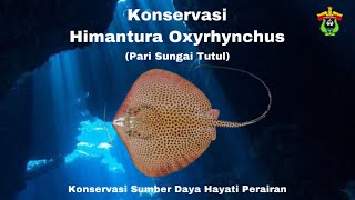 Konservasi Ikan Pari Sungai Tutul Himantura oxyrhynchus [upl. by Bolitho]