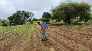 Herbicide application on Beans farming [upl. by Tilford]