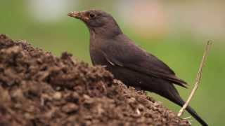 ♪鳥くん野鳥動画（沖縄県・石垣島本若牧場Ishigaki islandJapan）クロウタドリBlackBird [upl. by Aleuname]