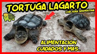 CUIDADOS DE LA TORTUGA LAGARTO Chelydra Serpentina Y ALIMENTACIÓN [upl. by Kristos356]