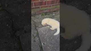 Albino ferret kills brown rat in street [upl. by Niarfe]