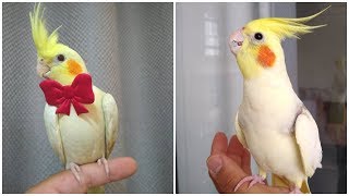 Cockatiel Best Singing and Talking Companion in the World  Cockatiel Singing training video 2020 [upl. by Teddy]