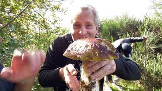 MASSIVE mushroom picking in Wales [upl. by Tati127]