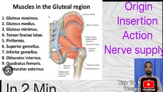 Gluteal region Attachment origin Insertion Action and Nerve supplymedical anatomy [upl. by Gilroy63]