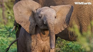 Baby Ellie amp leopard gifts  SafariLIVE Sunrise  31 October 2024 [upl. by Ephrem535]